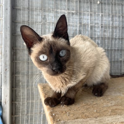 <bound method DexterityContent.Title of <Animal at /fs-webs/refugipeluts/ca/animals-en-adopcio/gats-en-adopcio/lady>>.